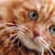 Cat Dry Heaving: Causes, Signs & When to Call a Vet