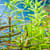 Rotala Rotundifolia Care: Grow Vibrant Aquarium Plants, No Stress