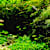 Master Dwarf Baby Tears: Grow & Care Tips for This Challenging Plant
