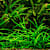 Helanthium Tenellum (Pygmy Chain Sword): Easy Aquarium Carpet