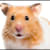 Hamster Abscesses: Spot Signs, Know Causes, Treat Effectively