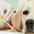Dog Skin Cancer: Spot Warning Signs, Lumps & When to See Your Vet