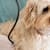 Giardia in Dogs: Complete Guide to Causes, Symptoms, and Treatment