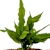 Grow El Nino Asian Water Ferns: Easy Aquarium Care Guide