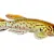 Killifish Care Guide: Unlock Vibrant Health for Your Aquarium Fish