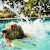 How to Cool Down Your Dog and Avoid Heatstroke