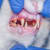 How to Check Capillary Refill Time in Dogs & Cats