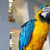 Stop Pet Bird Screaming: Causes, Prevention & Quiet Your Bird