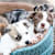 Whelping Puppies: Complete Guide to Dog Birth