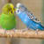 Bird Egg Binding & Dystocia: Spot Signs, Treat, & Prevent Crisis