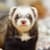 How Long Do Ferrets Sleep & Other Odd Behaviors