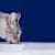 Senior Cat Care: Best Health & Wellness Tips for Your Aging Feline
