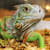Reptile Safe Disinfectant: Clean & Disinfect Your Reptile's Home