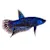 How to Care for Betta Fish: Tank Setup, Feeding, & Compatibility