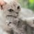 Cat Labor and Birth: A Complete Queening Guide