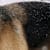 Dog Dandruff: 8 Causes & How to Treat Your Dog's Flaky Skin