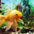 How Much Does a Fish Tank Cost? Full Setup Guide