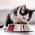 Why Is My Cat So Hungry? Signs & Solutions