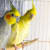 Bird Cage Cleaning: Daily, Weekly & Monthly Guide