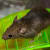 Mouse Toys for Mice & Rats: Best Enrichment Ideas