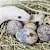 Reptile Egg Bound? Spot Signs, Causes, Treatment & Prevention