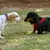Calming Pheromones for Puppies: How They Work
