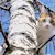 How to Get a Cat Out of a Tree: 4 Proven Ways