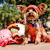 How To Choose a Dog Toy