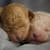 Caring for Orphaned Newborn Puppies: Your Essential Step-by-Step Guide