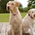 Labrador Dog Health Problems: 7 Key Concerns