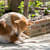 Flea & Tick Prevention: Oral vs. Topical - What's Best for Your Pet?