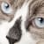 Cat Eye Health: What to Look For, Causes & When to See a Vet