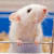 Rat Gestation: Mating, Birth & Growth Guide