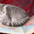 Should You Travel With Your Cat? 4 Key Reasons to Reconsider