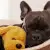 Protect Your Dog: When to Clean & Replace Beds, Bowls, Toys & Crates