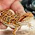 What Do Bearded Dragons Like to Play With?