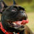 Dog Heat Stroke: Spot Symptoms, Act Fast & Save Your Dog's Life