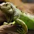 Iguana Colouring: Why Green Iguanas Change Color