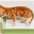 Cat Peeing Outside Box? Why It Happens & How To Stop It Fast