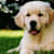 Golden Retriever Health: Prevent & Manage 5 Common Conditions