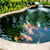 Building a Backyard Pond for Koi & Pond Fish | Petco