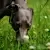 Can Dogs Have Seasonal Allergies? 