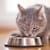 Cat Urinary Tract Disease: Best Diet and Food Recommendations