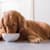 How to Switch Your Dog's Food