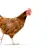 Pet Chicken: The Complete Guide to Keeping Chickens