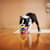 Can My Dog See Colors?