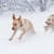 How to Safely Use Ice Melt with Pets 