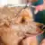 The Most Popular Haircuts for Dogs by Coat Type