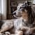 Senior Dog Health Guide: What to Expect and How to Support Them After Age 7