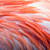 Your Bird's Feathers: Anatomy, Types, Color, Molting & Care Guide
